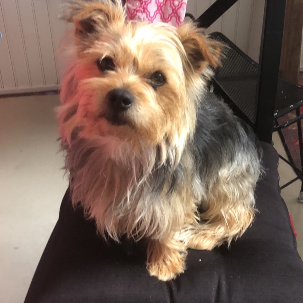 Meet your Posher, Donna & her helper Jasper!